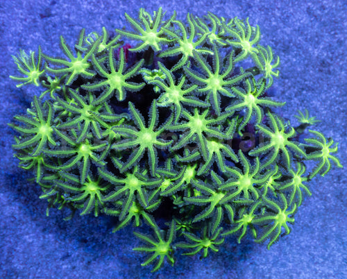 Toxic Glow Clavularia