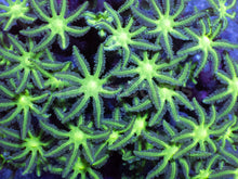 Load image into Gallery viewer, Toxic Glow Clavularia