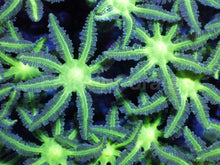 Load image into Gallery viewer, Toxic Glow Clavularia