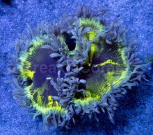 Load image into Gallery viewer, Solar Flare Catalaphyllia