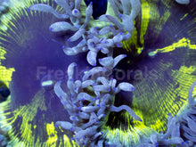 Load image into Gallery viewer, Solar Flare Catalaphyllia