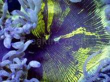 Load image into Gallery viewer, Solar Flare Catalaphyllia