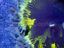 Load image into Gallery viewer, Solar Flare Catalaphyllia