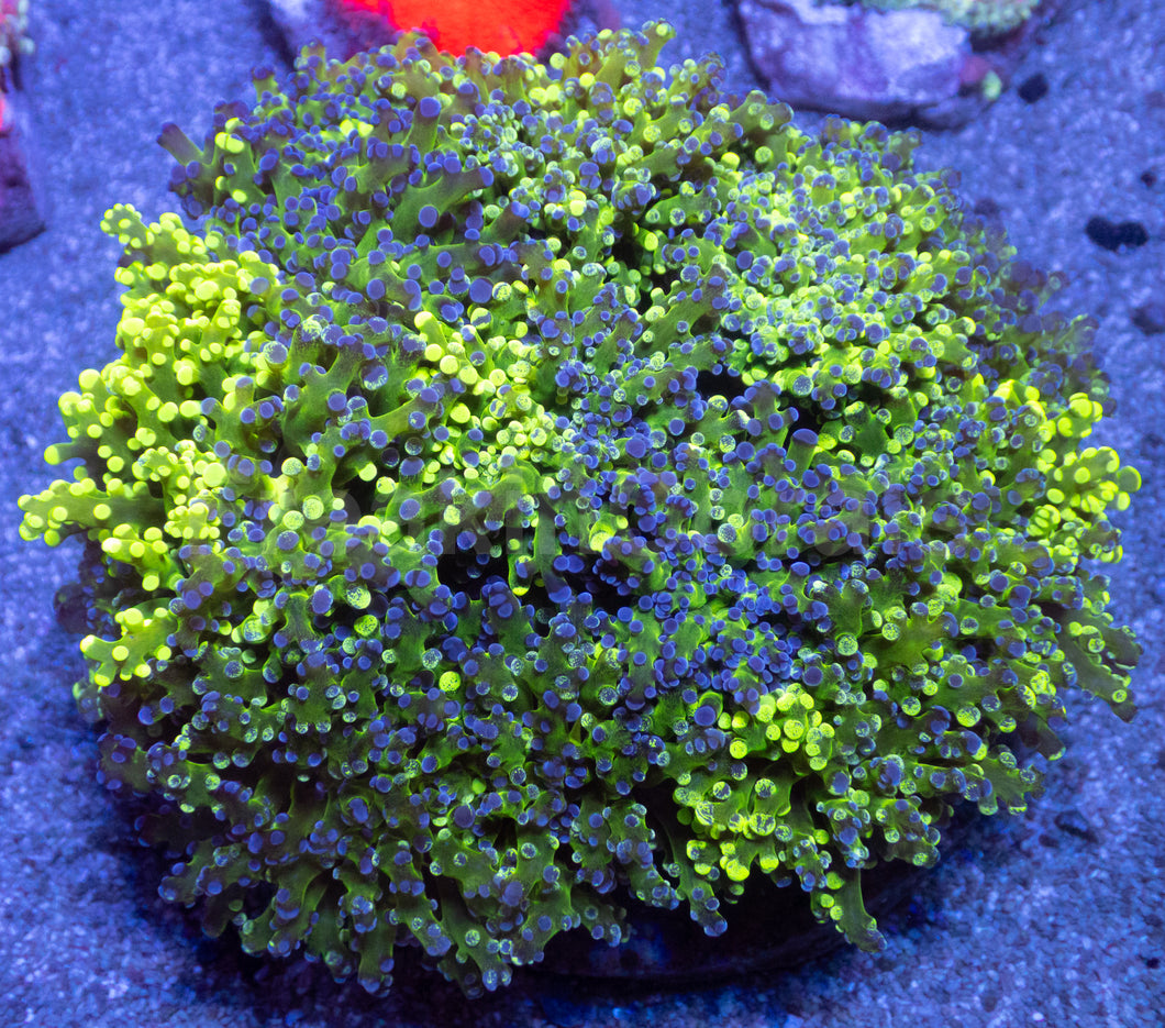 Neon Storm Euphyllia