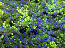 Load image into Gallery viewer, Neon Storm Euphyllia