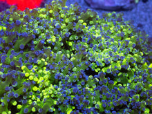 Load image into Gallery viewer, Neon Storm Euphyllia