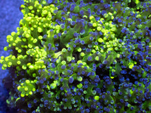 Load image into Gallery viewer, Neon Storm Euphyllia