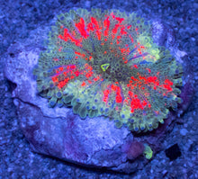 Load image into Gallery viewer, Galactic Ember Ricordea Yuma