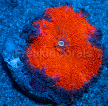 Load image into Gallery viewer, Inferno Edge Ricordea Yuma