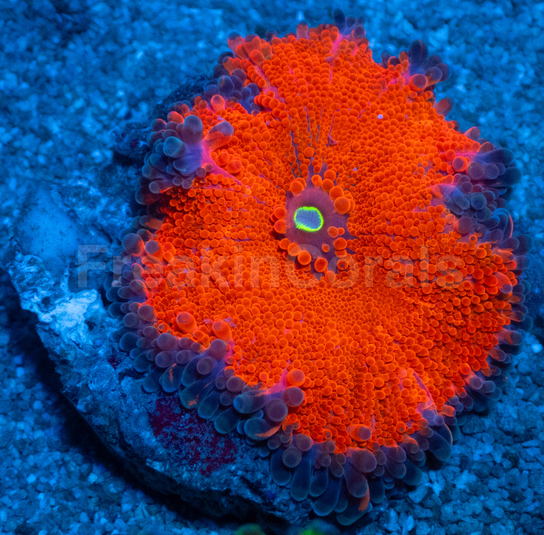 Inferno Edge Ricordea Yuma