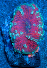 Load image into Gallery viewer, Lunar Blossom Ricordea Yuma