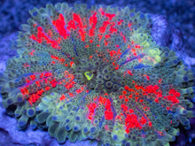 Load image into Gallery viewer, Galactic Ember Ricordea Yuma