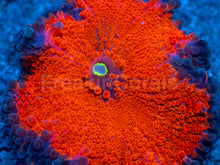 Load image into Gallery viewer, Inferno Edge Ricordea Yuma