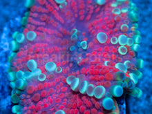 Load image into Gallery viewer, Lunar Blossom Ricordea Yuma