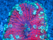 Load image into Gallery viewer, Lunar Blossom Ricordea Yuma