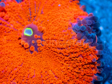 Load image into Gallery viewer, Inferno Edge Ricordea Yuma