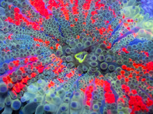 Load image into Gallery viewer, Galactic Ember Ricordea Yuma