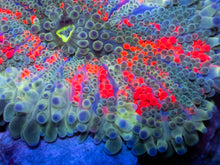 Load image into Gallery viewer, Galactic Ember Ricordea Yuma