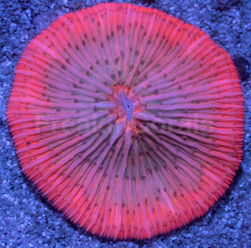 Toxic Sunburst Fungia