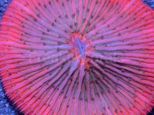 Load image into Gallery viewer, Toxic Sunburst Fungia