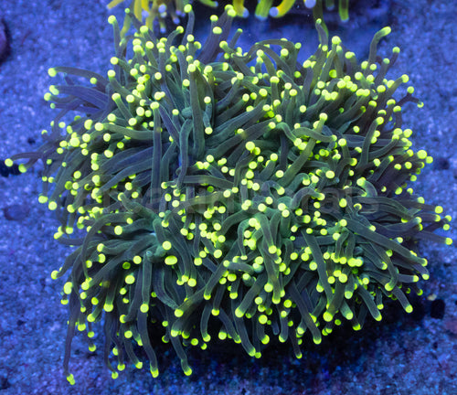 Limefire Torch Euphyllia