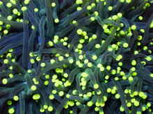 Load image into Gallery viewer, Limefire Torch Euphyllia
