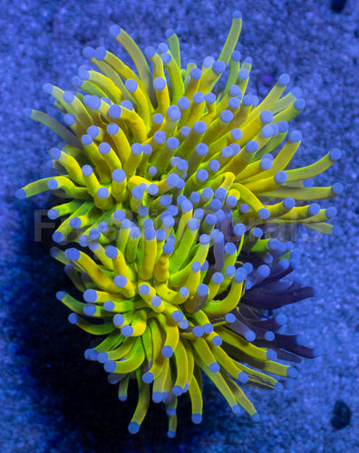 Holy Shadow Torch Euphyllia