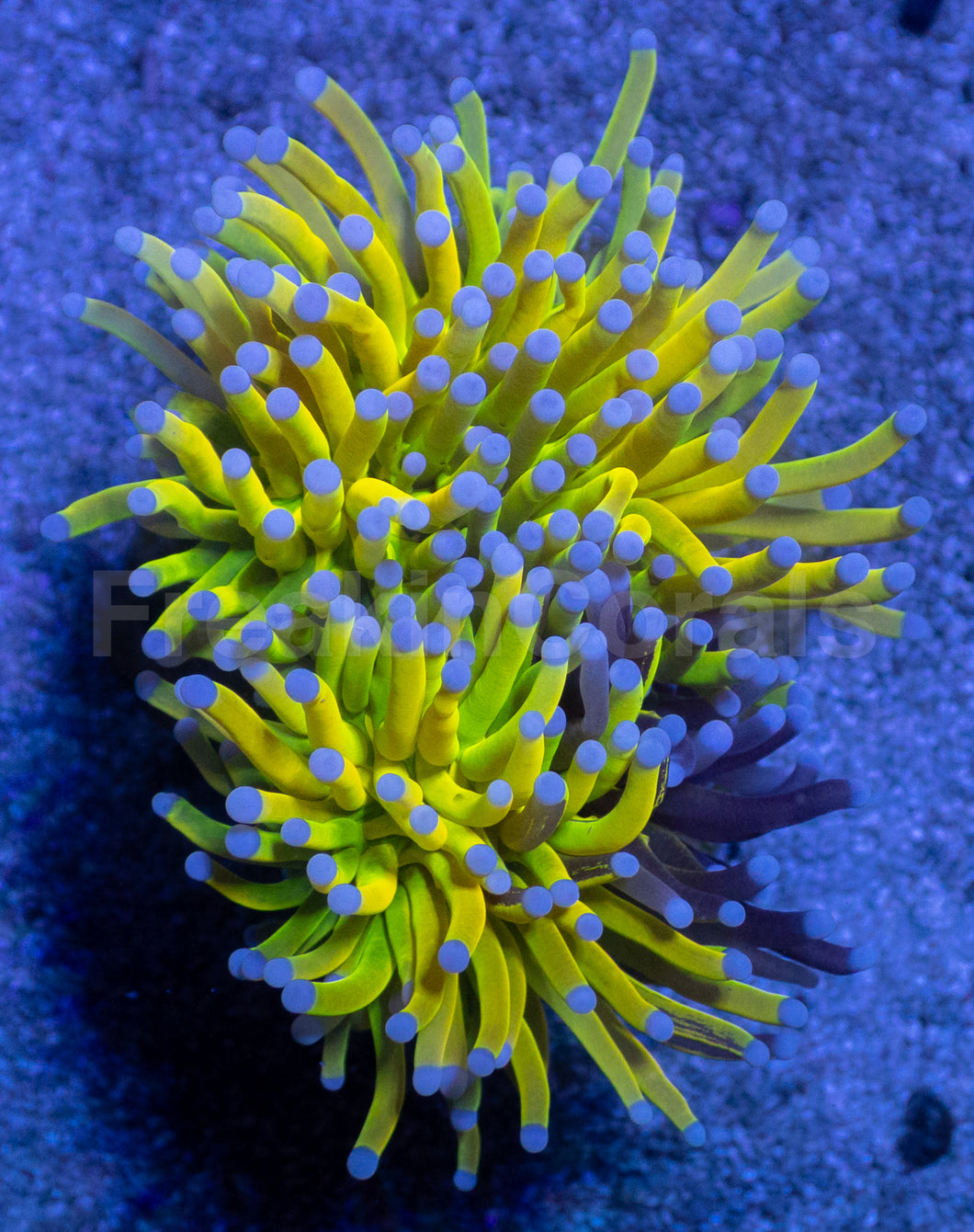 Holy Shadow Torch Euphyllia