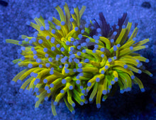 Load image into Gallery viewer, Holy Shadow Torch Euphyllia