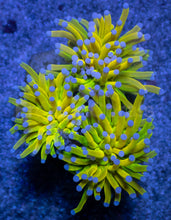 Load image into Gallery viewer, Holy Grail Torch Euphyllia (3 Heads)