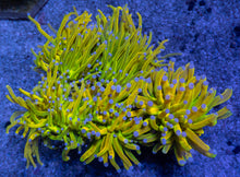 Load image into Gallery viewer, Holy Grail Torch Euphyllia (Cut to Order)