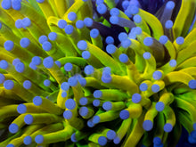 Load image into Gallery viewer, Holy Shadow Torch Euphyllia