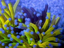 Load image into Gallery viewer, Holy Shadow Torch Euphyllia