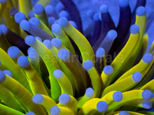 Load image into Gallery viewer, Holy Shadow Torch Euphyllia