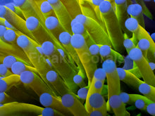 Load image into Gallery viewer, Holy Grail Torch Euphyllia (3 Heads)