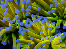 Load image into Gallery viewer, Holy Grail Torch Euphyllia (Cut to Order)