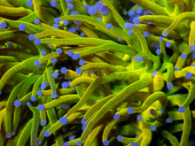 Load image into Gallery viewer, Holy Grail Torch Euphyllia (Cut to Order)