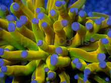 Load image into Gallery viewer, Holy Grail Torch Euphyllia (3 Heads)