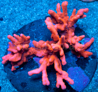 Lava Glow Setosa Montipora (Cut-to-order)