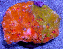 Load image into Gallery viewer, Solar Fusion Chalice