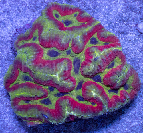 Rainbow Heart Symphyllia