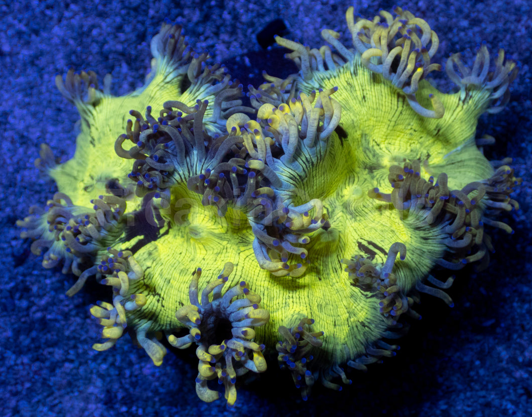 Aurora Veil Catalaphyllia