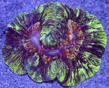 Load image into Gallery viewer, Infernal Bloom Wellsophyllia