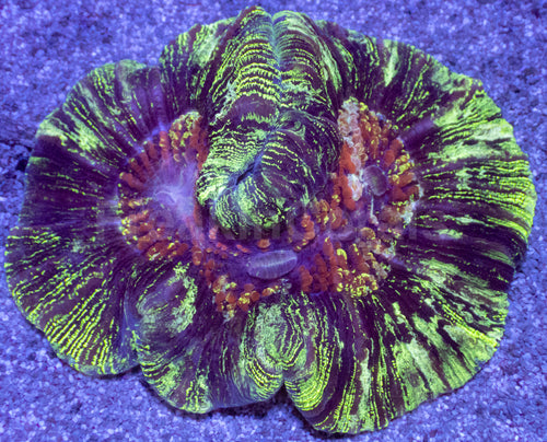 Infernal Bloom Wellsophyllia