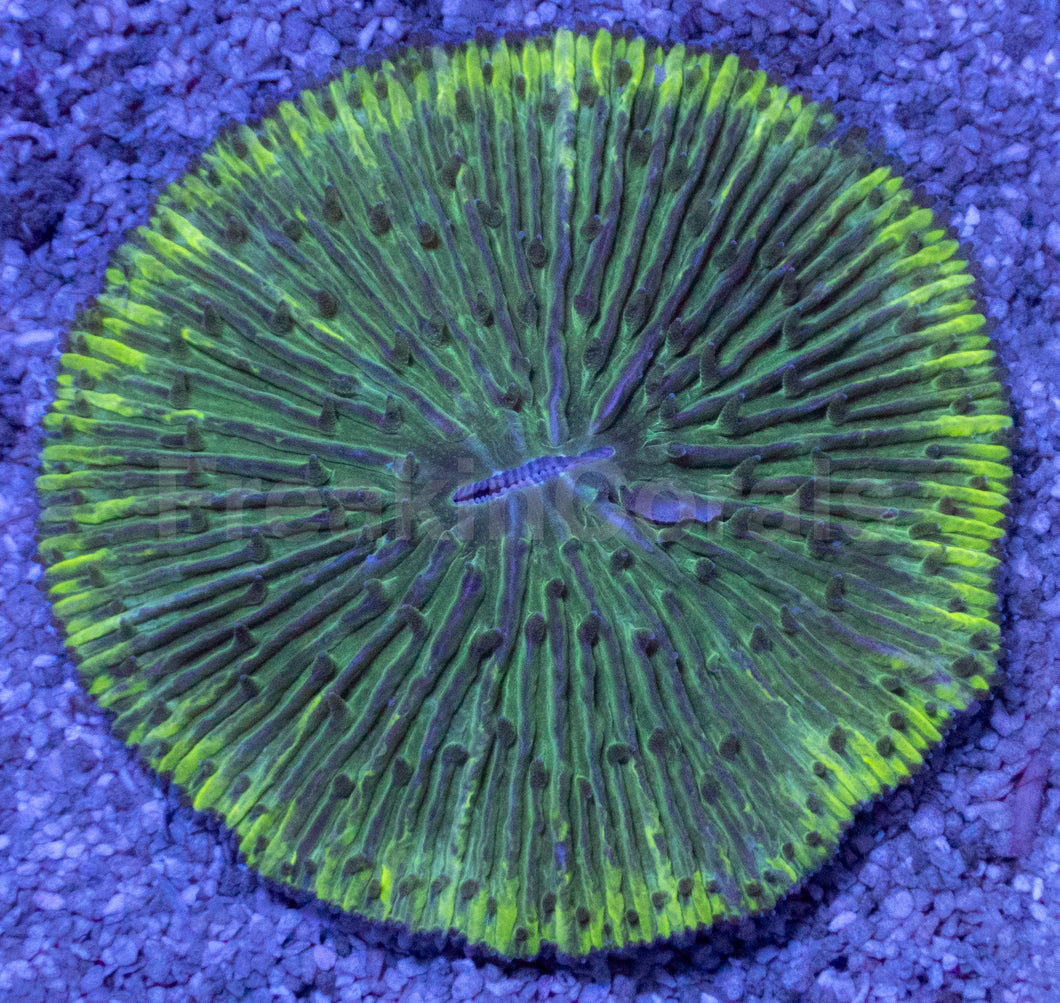 Emerald Disc Fungia