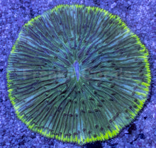 Load image into Gallery viewer, Emerald Disc Fungia