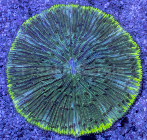 Emerald Disc Fungia