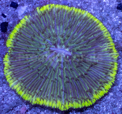 Emerald Disc Fungia