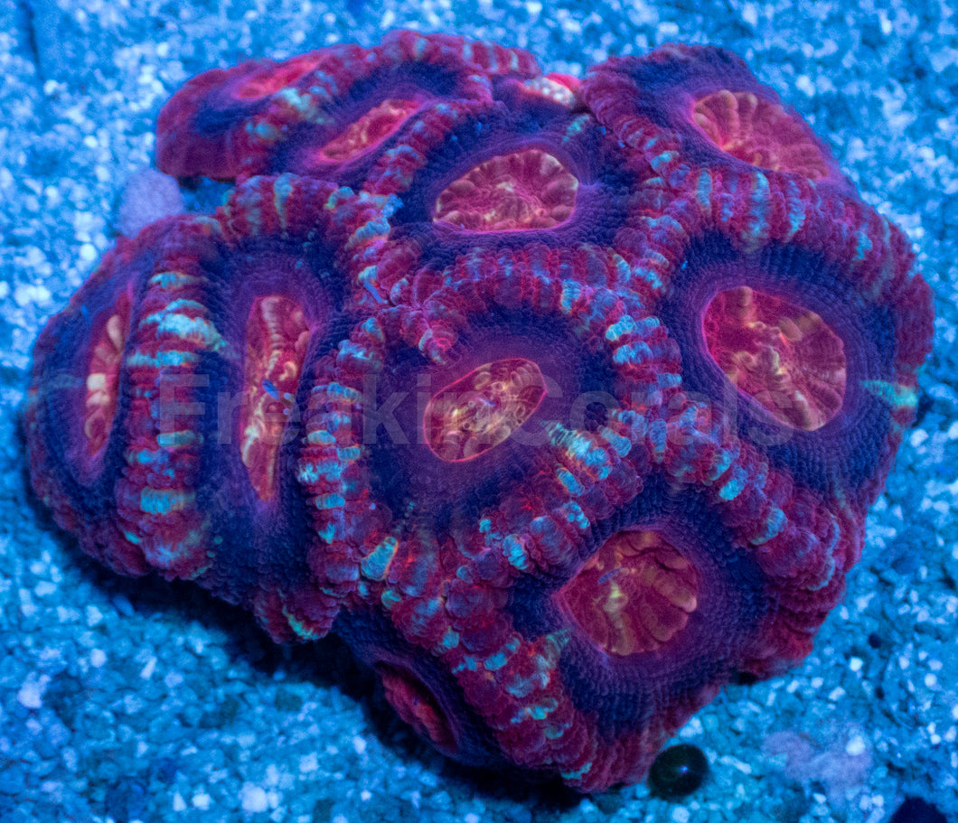 Crimson Fusion Acanthastrea