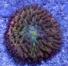 Load image into Gallery viewer, Solar Burst Cycloseris